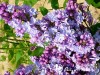 Alyva paprastoji ,Michel Buchner' (lot. Syringa vulgaris) Alyva paprastoji ,Michel Buchner' (lot. Syringa vulgaris)